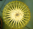 This large 
        cactus has 25 lines radiating from its centre.